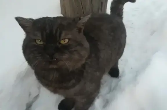 Найдена красивая кошка на улице Лесной в с. Майма, Республика Алтай