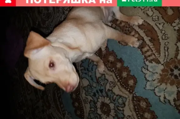 Добрый пёс ищет дом в Сургуте