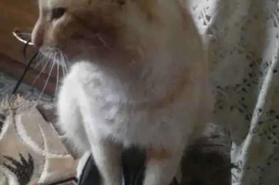 Пропал кот на ул. Гагарина (Солоцкая) в Катав-Ивановске