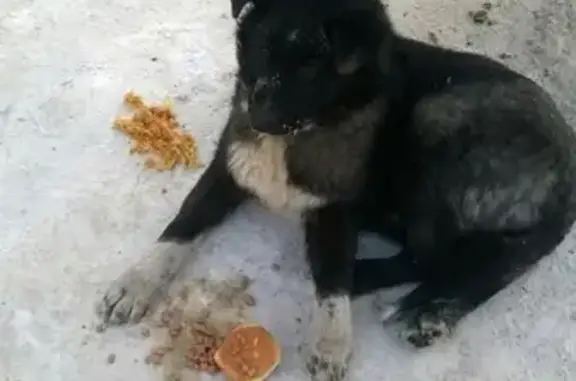 Найдена собака Эленька на ул. Инициативной, Кемерово