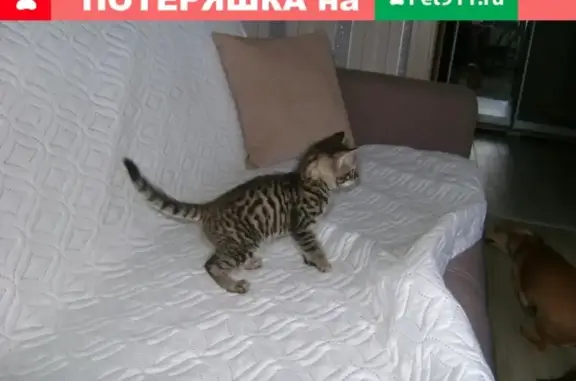 Найден тигровый котенок в Людиново, Калужская область