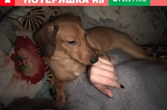 Пропала собака Люся в Брянске, помогите найти!