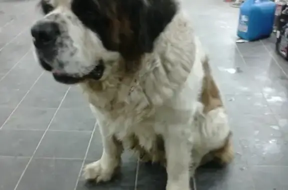Собака найдена в Зелёном городе, Нижегородская область, ищет хозяев.