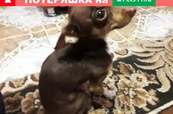 Пропала собака в Белореченске, вознаграждение!
