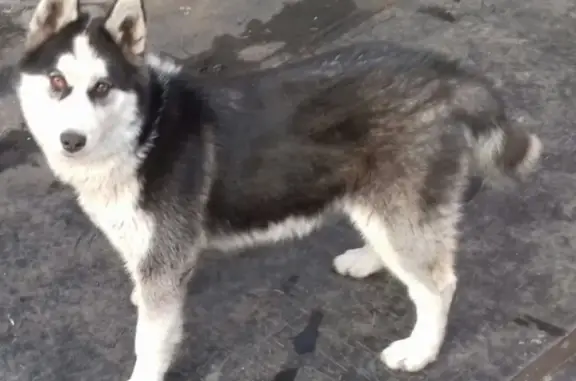 Пропала собака Хаски Шаман в Коркино
