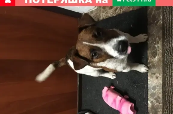 Пропала собака в Долгопрудном, Мичуринец-3