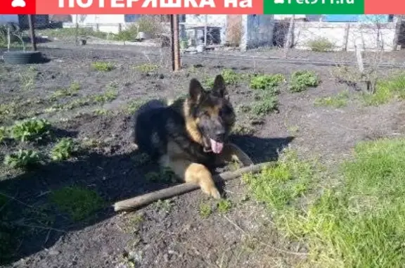 Пропала собака в Булыгино, Барнаул!