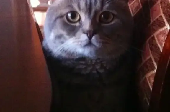 Кошки потеряшки, Чебоксары, фото: Потеряшка кошка на ул. Инженера Куприянова, Чебоксары