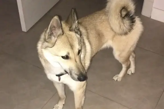 Собаки потеряшки, Нижний Новгород, фото: Потеряшка собака в Приокском районе, Нижний Новгород, Берёзопольская улица, 95