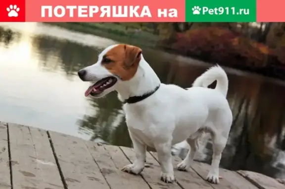 Пропала собака в Царском селе, ул. Черниговская, порода Джек-рассел-терьер, кличка Роник.