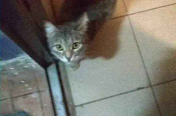 Найдена кошка в Москве ЮЗАО