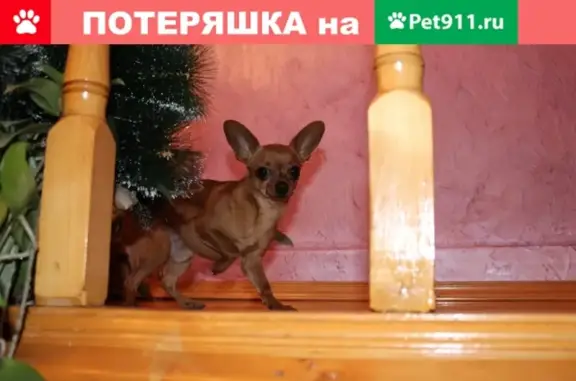 Пропала собака в Михайловске, рыжий той терьер с неровным хвостом
