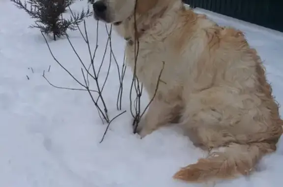 Пропала собака в Ростове: золотистый ретривер, вознаграждение
