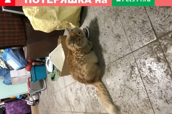 Рыжий кот голодный у гаража на Клинской, 3А