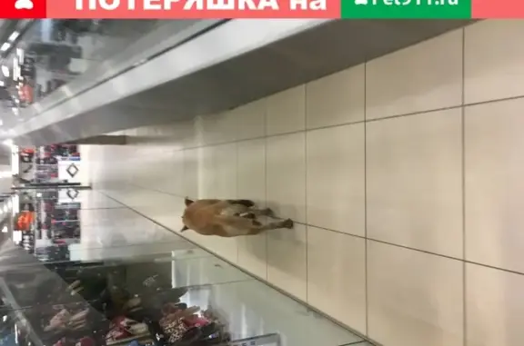 Найдена рыжая собака в центре Китай города, СПб