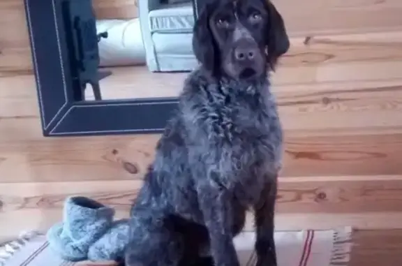 Собака породы дратхаар найдена в Стечкино, Нижегородская область