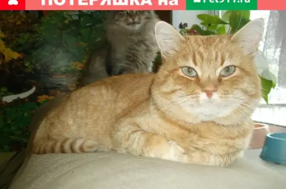Пропала кошка в Сергиевом Посаде: рыжий кот Персик без кончиков ушей.