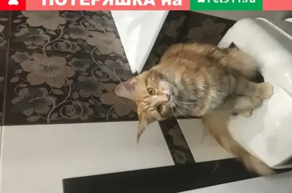 Пропала кошка Рыжуля из Красного Посёлка, Московская обл.