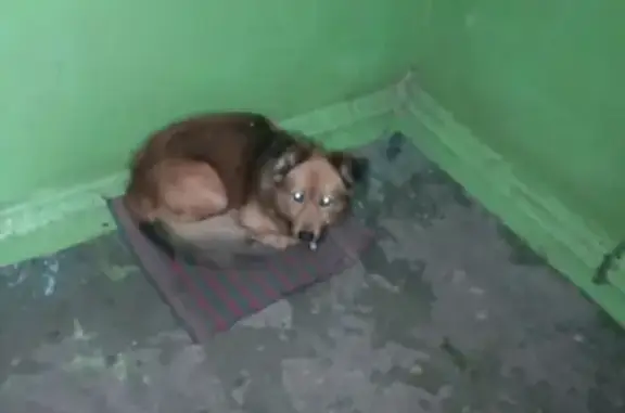 Потерянная собака в подъезде дома в Рубцовске