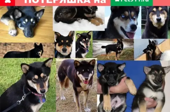 Найден щенок на остановке Шахта Бутовская в Кемерово.