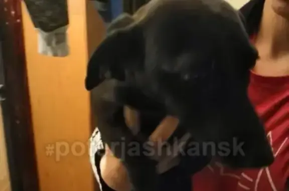 Найдена домашняя собака, похожа на таксу - Новосибирск, Октябрьский район
