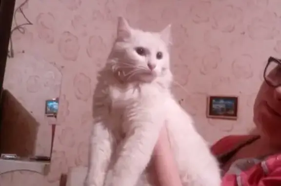 Найден ласковый кот в Оренбурге, нужен дом!