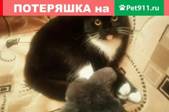 Кошки потеряшки, Знаменский сельсовет, фото: Потеряшка кошка на ул. Буденого!