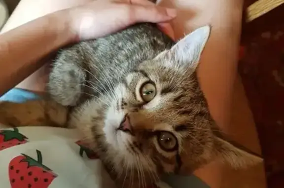 Кошки потеряшки, Тамбов, фото: Потеряшка кот Барсик возле автовокзала в Тамбове