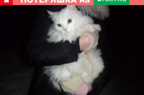 Найдена кошка на м-не Конева, Старый Оскол