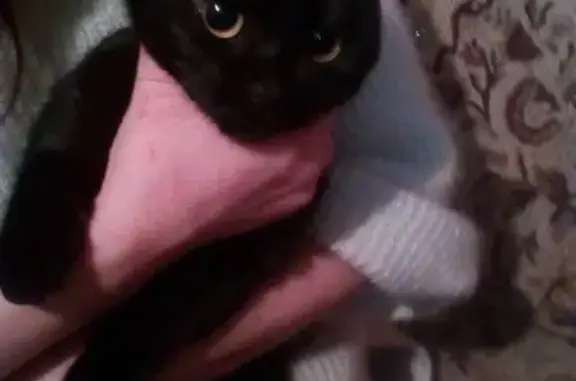 Найдена черная кошка на ул. Московская
