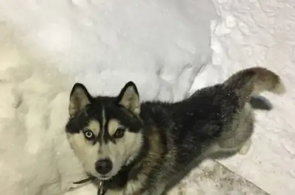 Объявления о пропавших и найденных животных, деревня Карповы, фото: Найден кабель хаски в д. Карповы, Слободской р-н