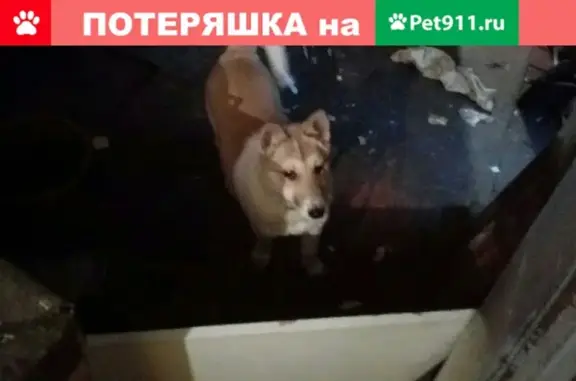 Пропал щенок Лина в Соколе, Вологодская область