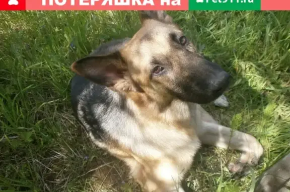Пропала собака Тор, видели в р-не 22 школы, Ватутина. Помогите найти!
