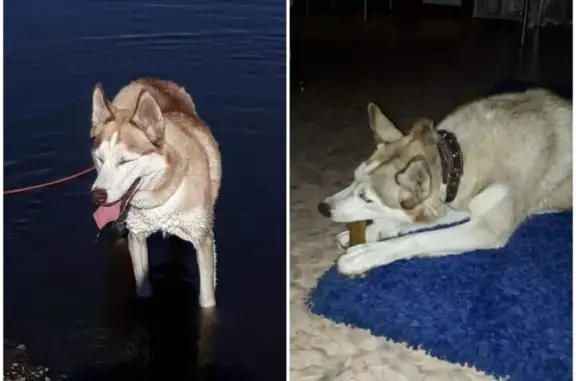 Пропала собака породы Хаска в Белово, район Пятнашки.