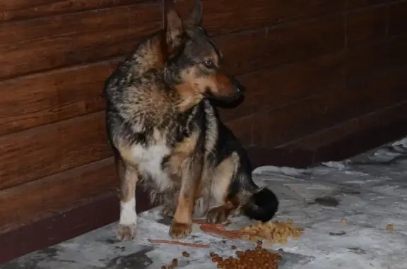 Найдена замерзшая собака в районе Кардиоцентра, нужна передержка