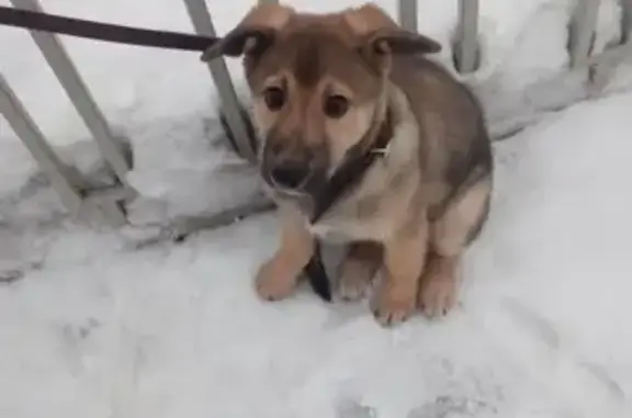 Пропал щенок Байкал возле чугунного моста в Можайске