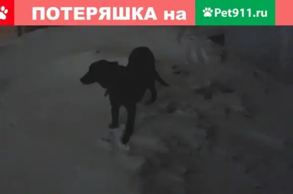 Потерялась собака на ул. Клары Цеткин