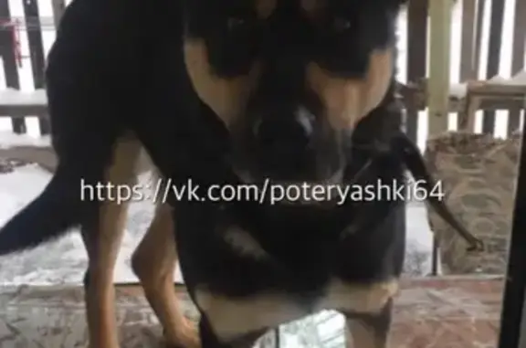 Пропала собака в центре Саратова на Чапаева Зарубина, нужна помощь!