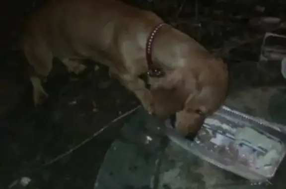 Найден щенок на улице Добролюбова