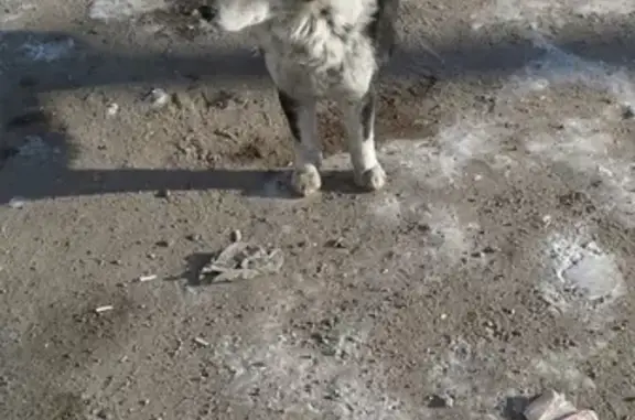 Найдена собака в Чите