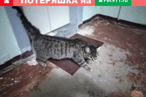 Найдена кошка на ул. Магистральной, Чкаловский район