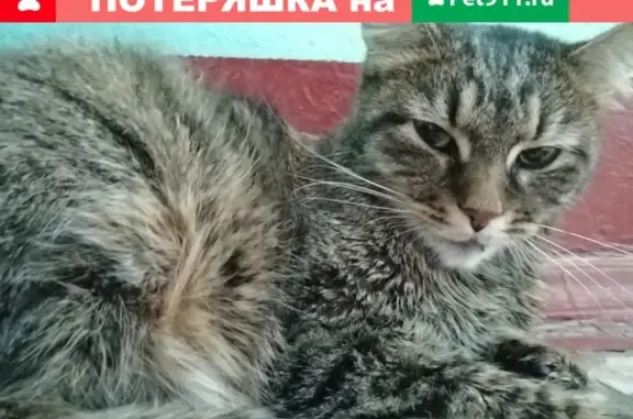 Найдена кошка на Гвардейской в Москве