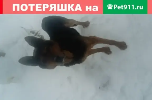 Собака найдена в Златоусте, Челябинская обл.