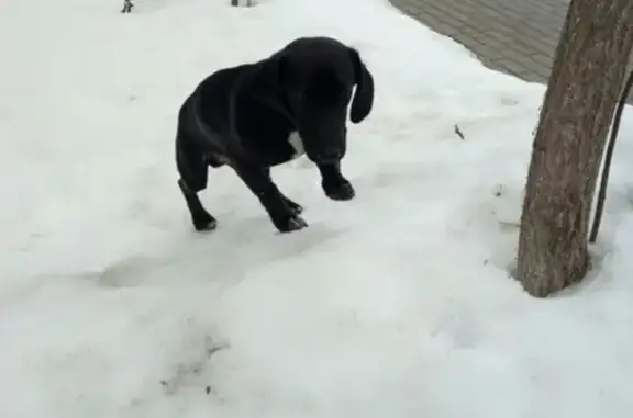 Найден домашний пес в Новом Осколе, ищем хозяев