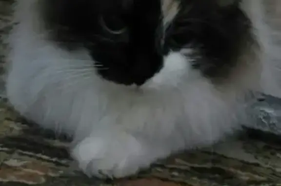 Пропала кошка в Новой Усмани, Воронежская область