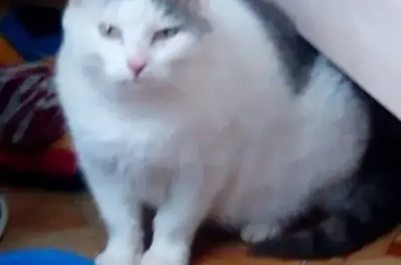 Кошки потеряшки, Саранск, фото: Потеряшка кот. Район юго-запад, возле рынка. Шрам на губе.