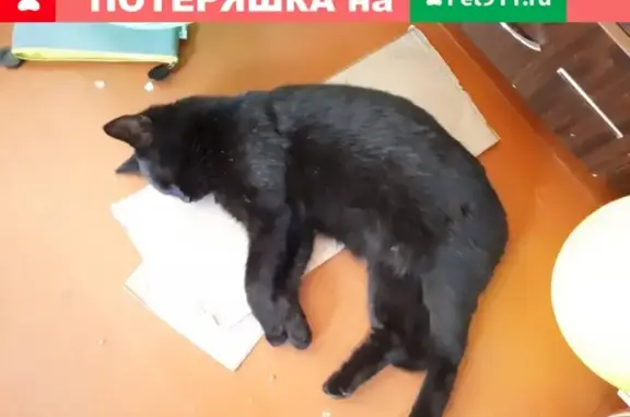 Пропал кот Мася на пр. Победы 14.