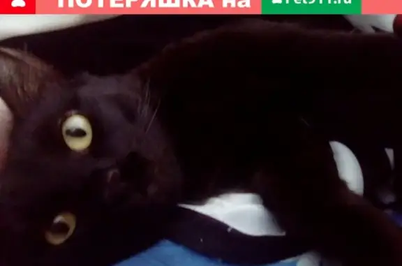 Пропал черный кот на ул. Костылева, Бакал