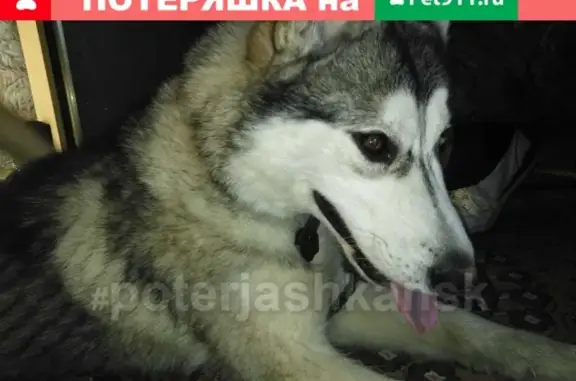 Найдена собака в Ленинском районе