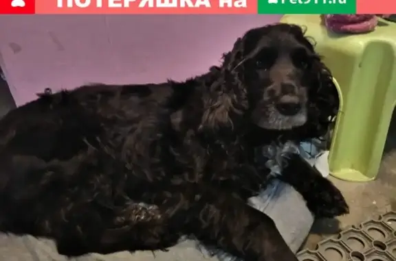 Найдена собака-спаниель на Демьяна Бедного в СПб